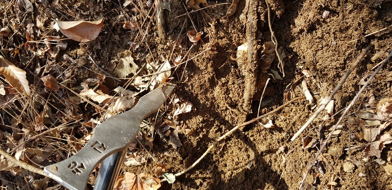 도라지. 하수오. 산행